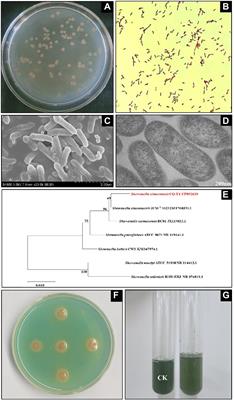 Growth and genome-based insights of Fe(III) reduction of the high-temperature and NaCl-tolerant Shewanella xiamenensis from Changqing oilfield of China